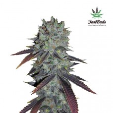 Fastberry Auto - FastBuds
